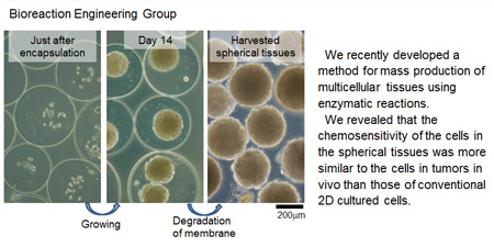 Bioreaction Engineering Group: Development of a method for mass production of multicellular tissues