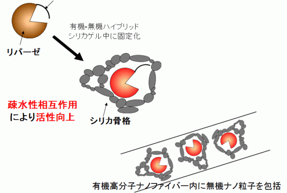 リパーゼファイバー