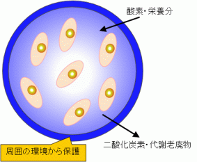 カプセル概要